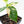 Coffea canephora 'Robusta' Variegated Coffee Tree (wk31-Z)