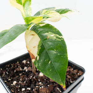 Coffea canephora 'Robusta' Variegated Coffee Tree (wk31-Z)