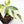 Coffea canephora 'Robusta' Variegated Coffee Tree (wk31-Z)