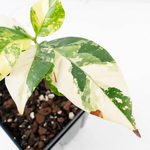 Coffea canephora 'Robusta' Variegated Coffee Tree (wk31-Z)