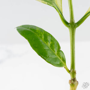 Coffea canephora 'Robusta' variegated (wk38-L271)