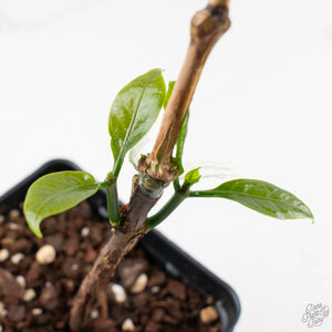 Coffea canephora 'Robusta' variegated (wk38-L271)