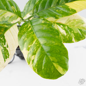 Coffea canephora 'Robusta' variegated (wk38-L271)
