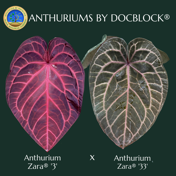 Anthurium Zara '3' x Zara '33' by DocBlock® *Grower's choice*