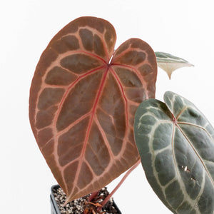 Anthurium Crystal Red '12' x Michelle '1' by DocBlock® (wk19-I)
