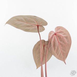 Anthurium Crystal Red '12' x Michelle '1' by DocBlock® (wk19-I)
