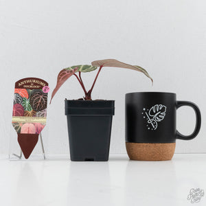 Anthurium Crystal Red '12' x Michelle '1' by DocBlock® (wk27-B)