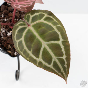 Anthurium Crystal Red '12' x Michelle '1' by DocBlock® (wk27-B)