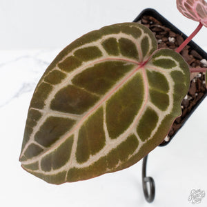 Anthurium Crystal Red '12' x Michelle '1' by DocBlock® (wk27-B)