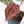 Anthurium Crystal Red '12' x Michelle '1' by DocBlock® (wk27-B)