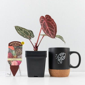 Anthurium Crystal Red '12' x Michelle '1' by DocBlock® (wk34-L52)