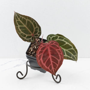 Anthurium Crystal Red '12' x Michelle '1' by DocBlock® (wk34-L52)