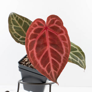 Anthurium Crystal Red '12' x Michelle '1' by DocBlock® (wk34-L52)