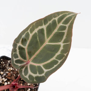 Anthurium Crystal Red '12' x Michelle '1' by DocBlock® (wk34-L52)