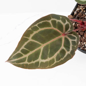 Anthurium Crystal Red '12' x Michelle '1' by DocBlock® (wk34-L52)