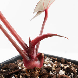 Anthurium Crystal Red '12' x Michelle '1' by DocBlock® (wk34-L52)