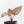 Anthurium Crystal Red '12' x Michelle '1' by DocBlock® (wk34-L52)