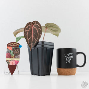 Anthurium Crystal Red '12' x Michelle '1' by DocBlock (wk43-L392)