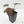 Anthurium Crystal Red '12' x Michelle '1' by DocBlock (wk43-L392)