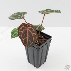 Anthurium Crystal Red '12' x Michelle '1' by DocBlock (wk43-L392)