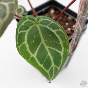 Anthurium Crystal Red '12' x Michelle '1' by DocBlock (wk43-L392)