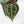 Anthurium Crystal Red '12' x Michelle '1' by DocBlock (wk43-L392)