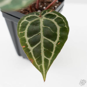 Anthurium Crystal Red '12' x Michelle '1' by DocBlock (wk43-L392)