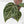 Anthurium Crystal Red '12' x Michelle '1' by DocBlock (wk43-L392)
