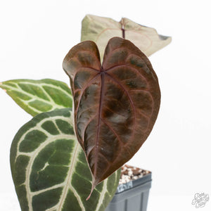 Anthurium Crystal Red '12' x Zara '14' by DocBlock® (wk18-U)