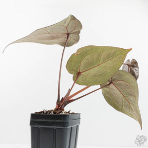 Anthurium Crystal Red '12' x Zara '14' by DocBlock® (wk18-U)