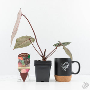 Anthurium Crystal Red '12' x Zara '14' by DocBlock® (wk19-C)