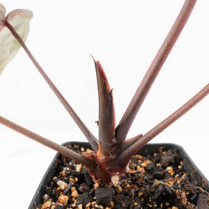 Anthurium Crystal Red '12' x Zara '14' by DocBlock® (wk19-C)