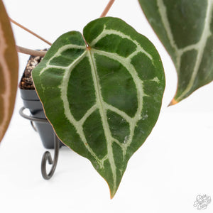 Anthurium Crystal Red '12' x Zara '14' by DocBlock® (wk20-Y)