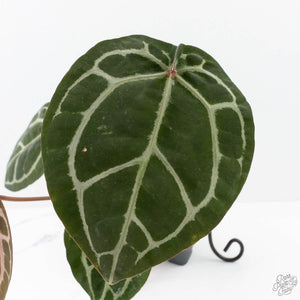 Anthurium Crystal Red '12' x Zara '14' by DocBlock® (wk20-Y)