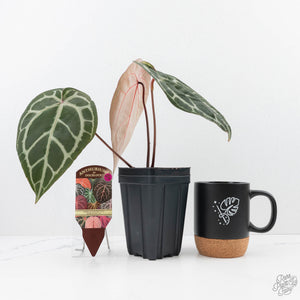 Anthurium Crystal Red '12' x Zara '14' by DocBlock® (wk22-Z)