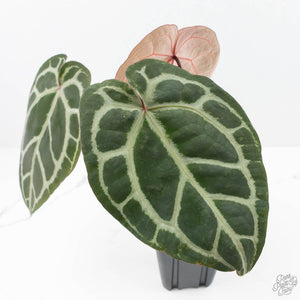 Anthurium Crystal Red '12' x Zara '14' by DocBlock® (wk22-Z)