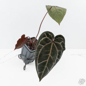 Anthurium Crystal Red '12' x Zara '14' by DocBlock® (wk27-M)