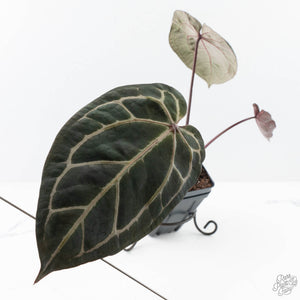 Anthurium Crystal Red '12' x Zara '14' by DocBlock® (wk27-M)