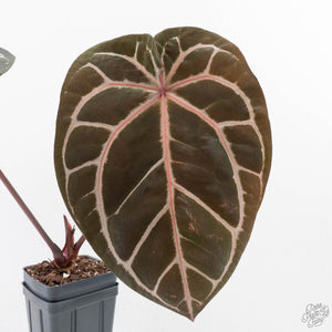 Anthurium Crystal Red '12' x Zara '14' by DocBlock® (wk29-A)