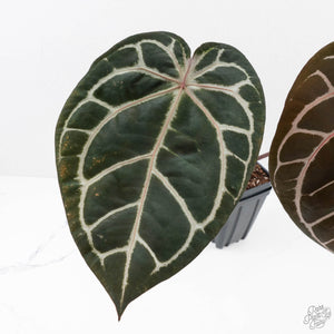 Anthurium Crystal Red '12' x Zara '14' by DocBlock® (wk29-A)