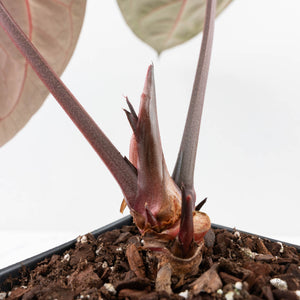 Anthurium Crystal Red '12' x Zara '14' by DocBlock® (wk29-A)