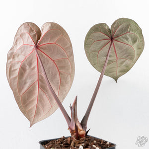 Anthurium Crystal Red '12' x Zara '14' by DocBlock® (wk29-A)