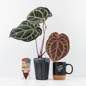 Anthurium Crystal Red '12' x Zara '14' by DocBlock® (wk30-E)
