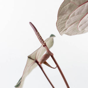 Anthurium Crystal Red '12' x Zara '14' by DocBlock® (wk30-E)
