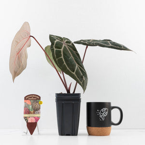 Anthurium Crystal Red '12' x Zara '14' by DocBlock® (wk34-L49)