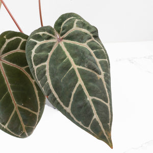Anthurium Crystal Red '12' x Zara '14' by DocBlock® (wk34-L49)