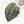 Anthurium Crystal Red '12' x Zara '14' by DocBlock® (wk34-L49)