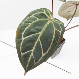 Anthurium Crystal Red '12' x Zara '14' by DocBlock® (wk34-L49)