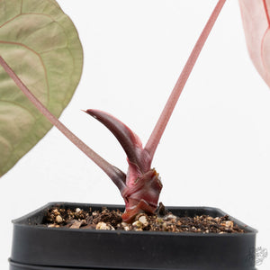 Anthurium Crystal Red '12' x Zara '14' by DocBlock® (wk20-U)