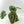 9037 Anthurium Thor’s Lightning ‘51’ x Red Crystal ‘12’